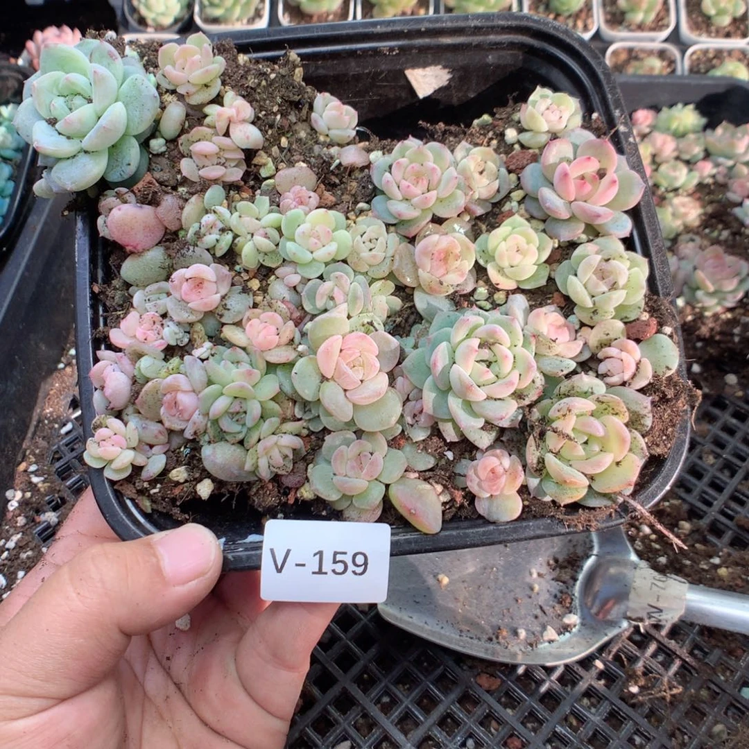 无花朵V159英语英语