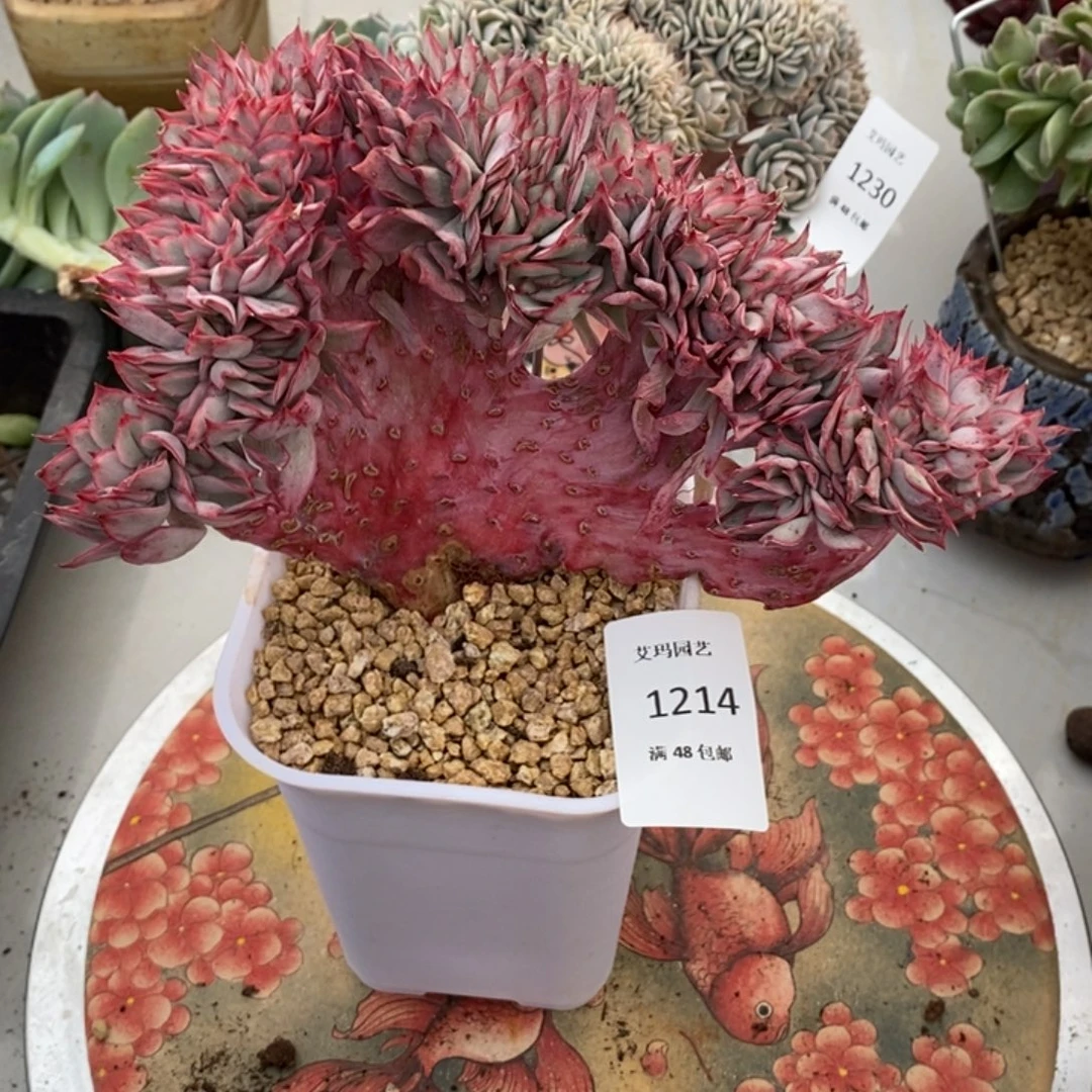 月光女神缀化多肉多肉214