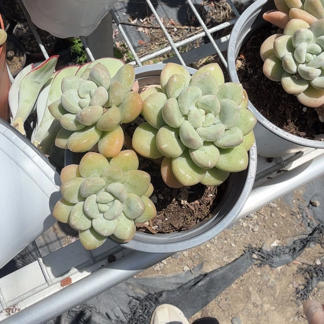 特价泡泡糖多肉植物