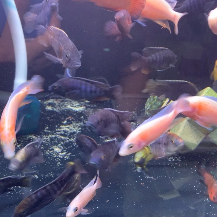 慈鲷鱼直播特价马鲷3条