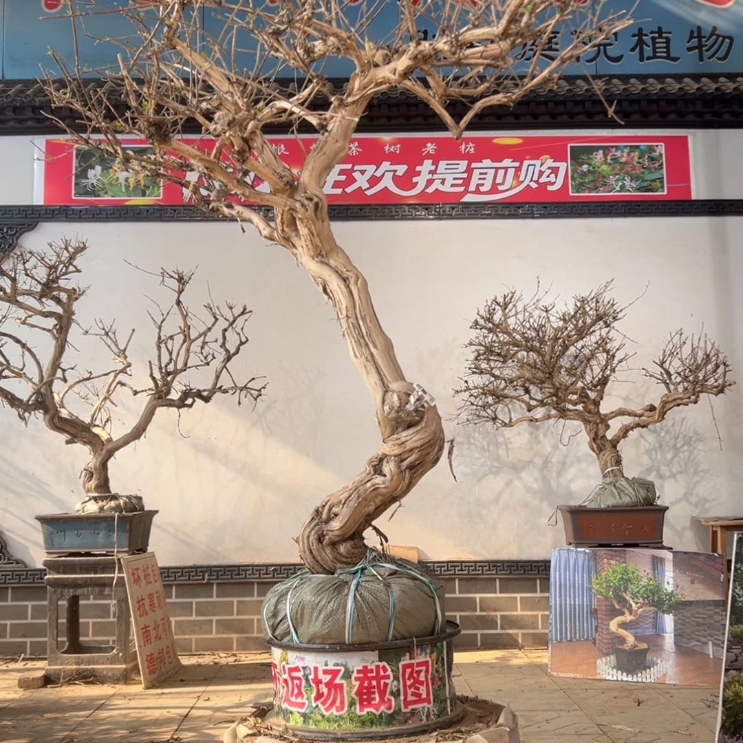 无花朵金银花58888