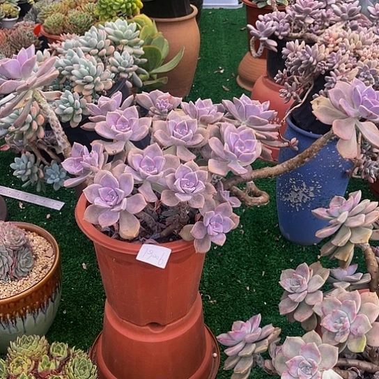 悠*19006洗了看看