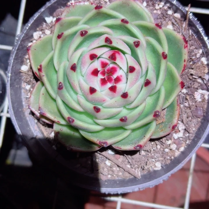 精品多肉植物老桩