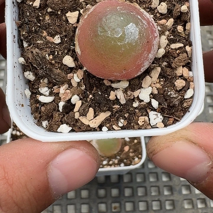 01 多肉植物多肉植物