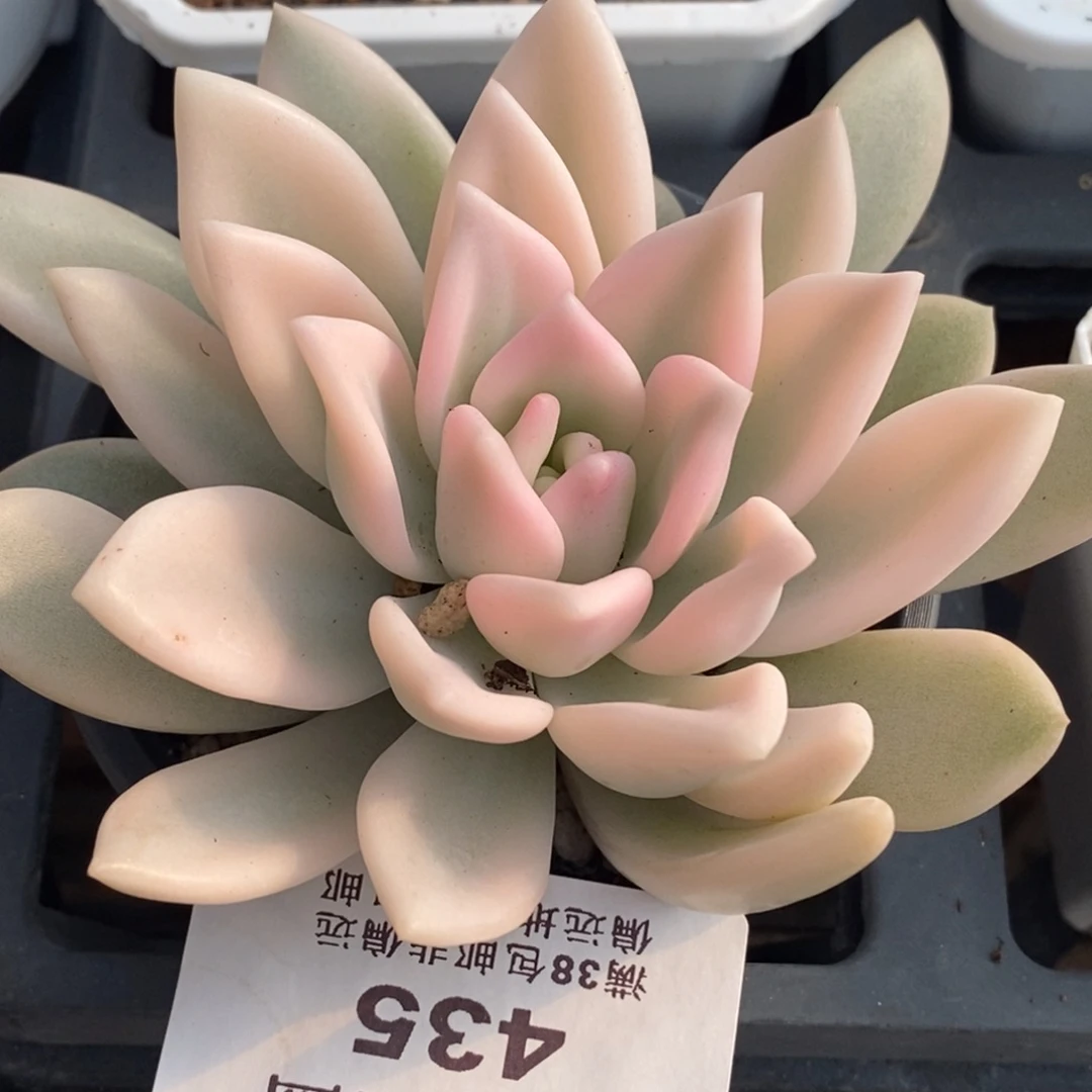 ?*.434奥普锦宽锦边大单头