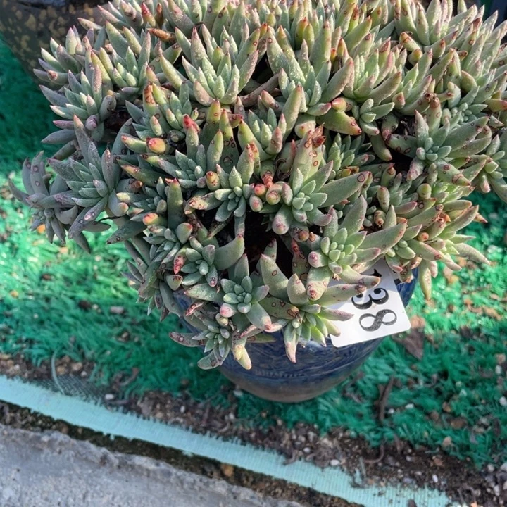 138号绿菊多肉植物