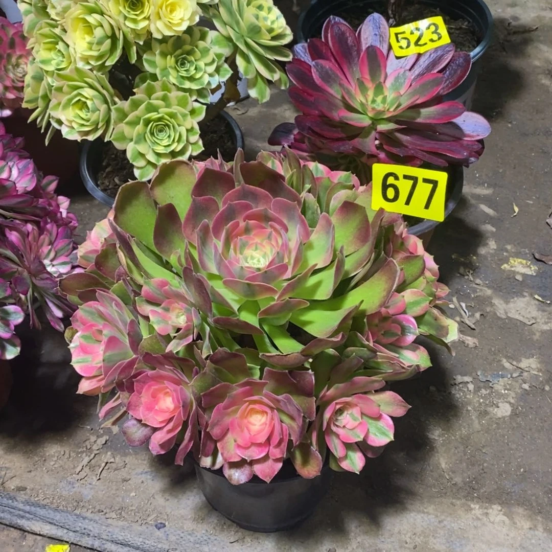 香妃多肉法师677