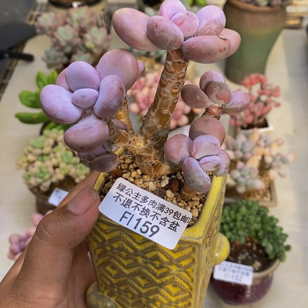 159腰子桃蛋多肉7cm