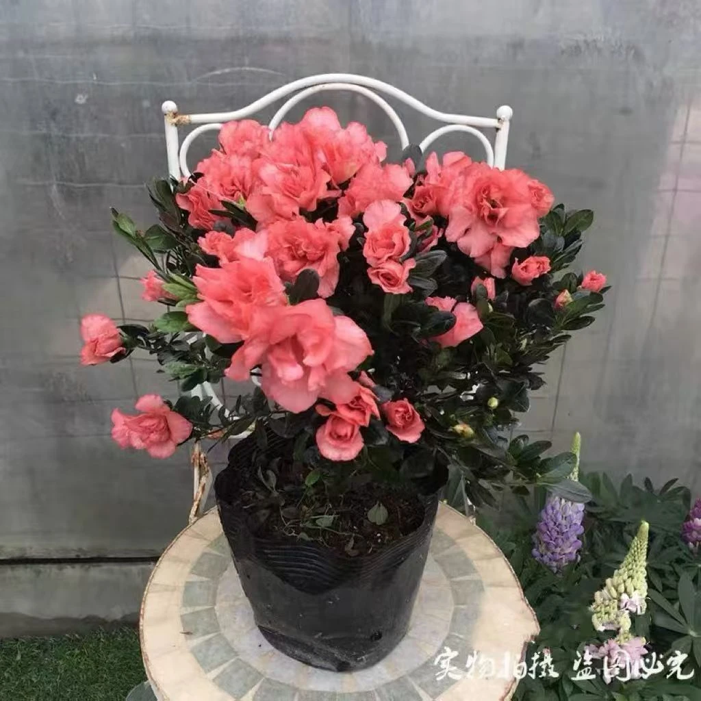 【开仓补贴】杜鹃花盆栽室内外绿植庭院阳台花卉带花苞好养植物