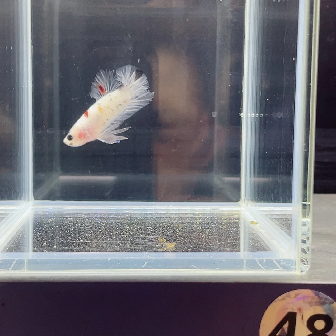 斗鱼跑单小黑屋07