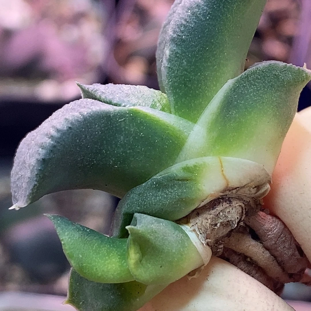 不带盆脱土裸根发货