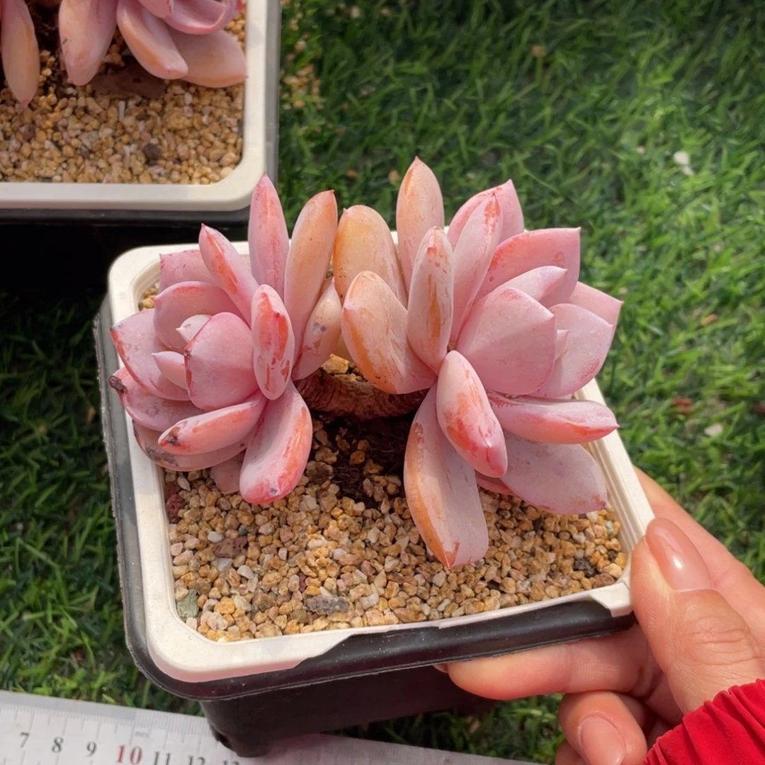 奶茶冠幅11 公分一物一拍