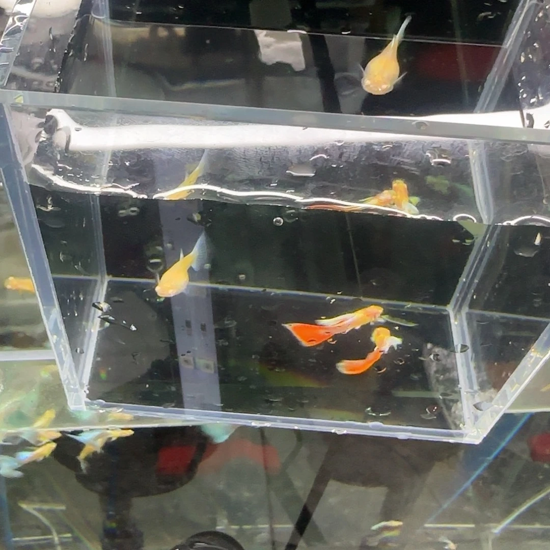 孔雀鱼火烧云孔雀鱼