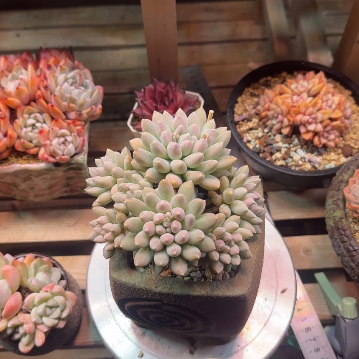 奶糖多肉植物z z z