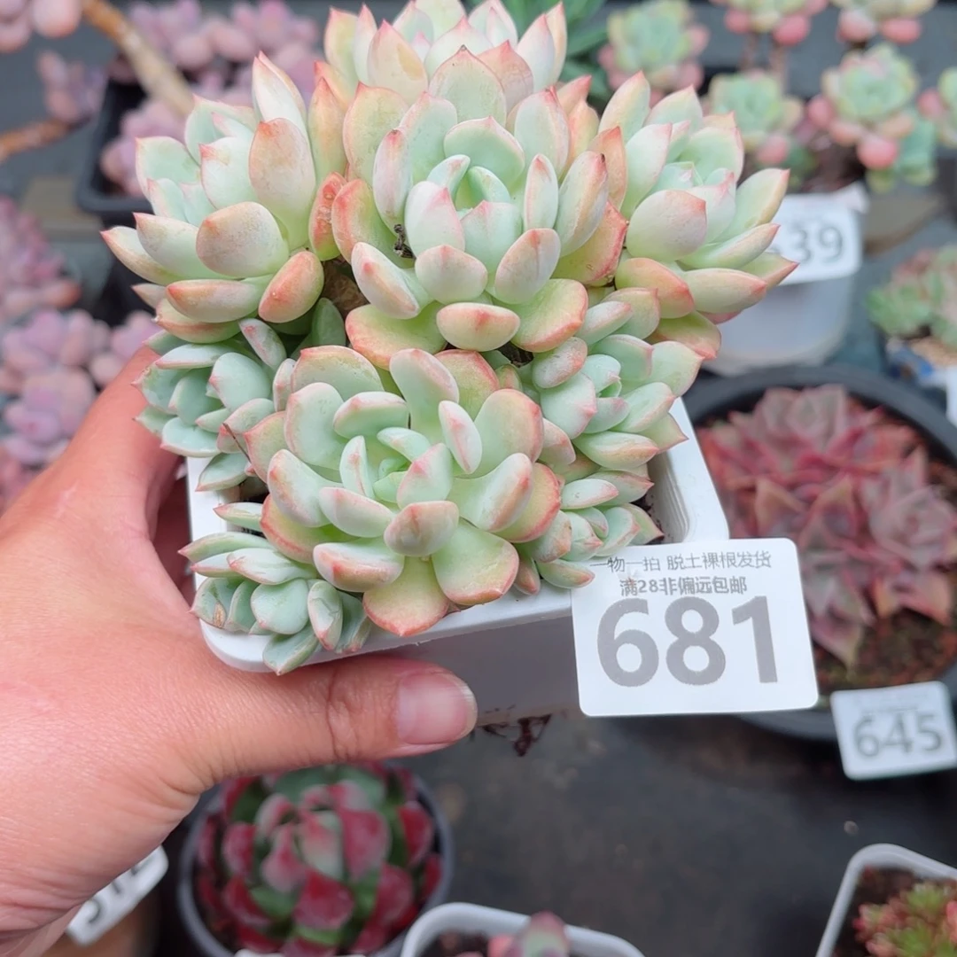 蜜桃格林无盆土发货