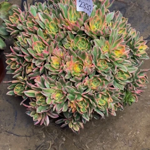 甜茶多肉植物2333