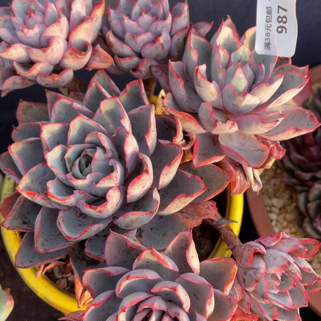 987赫拉群生多肉植物老桩