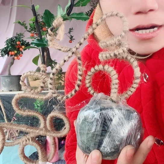 无花朵金弹子福。