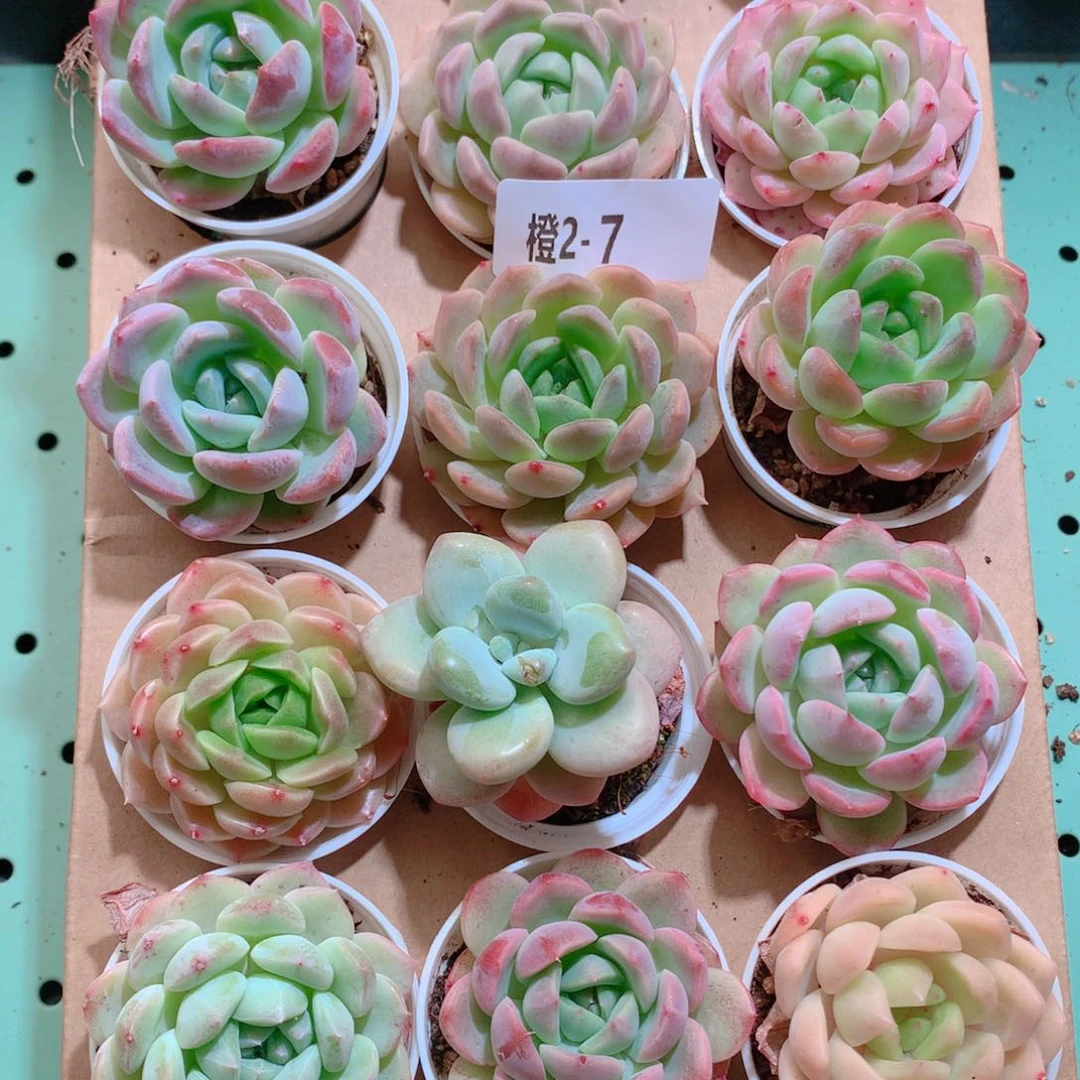 2-7一物一拍带盆18颗