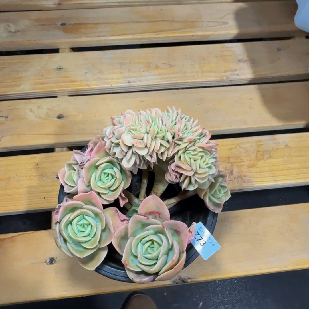 z z z z z z z z 73