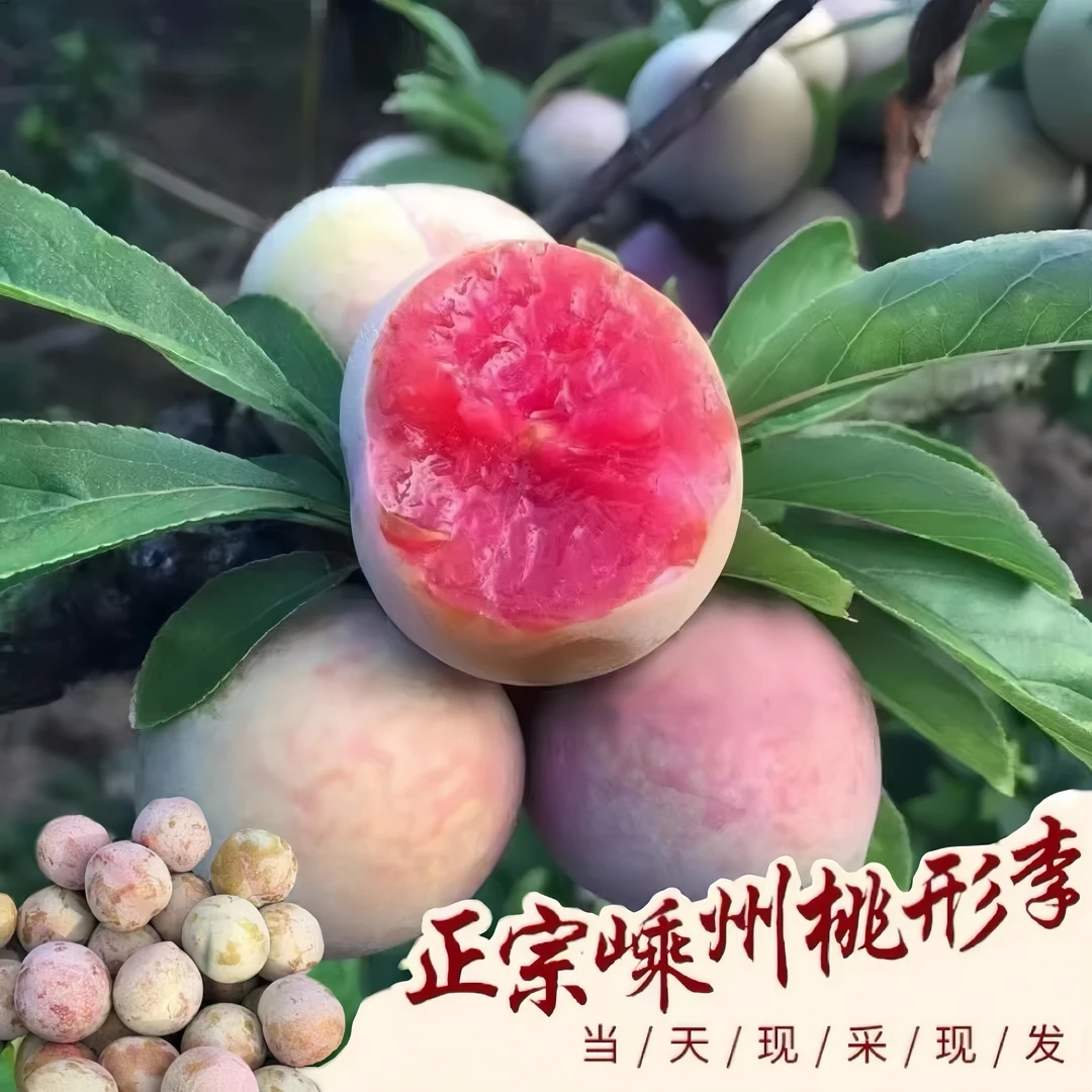 正宗嵊州桃形李新鲜现摘特产浙江绍兴金庭镇脆甜红心李子礼盒装