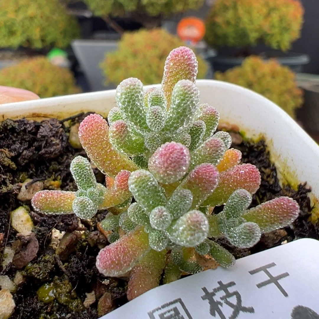 dy5767实生粉冰晶冠幅2.5cm
