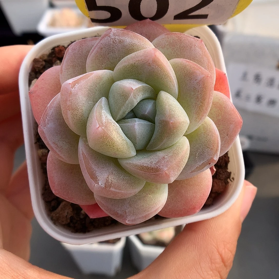 502草莓冰玉多肉植物