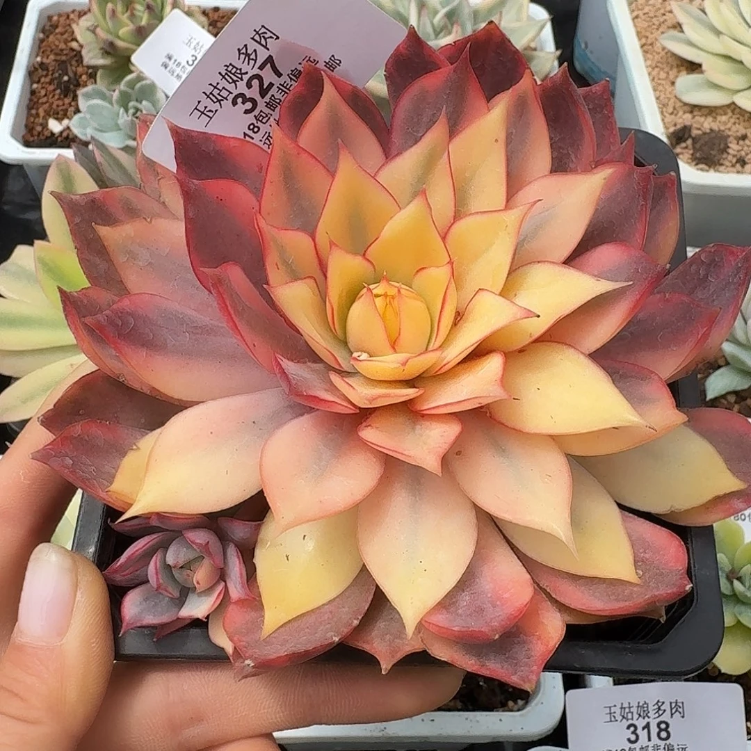 宝莲灯锦一物一拍327号