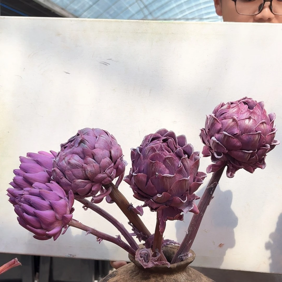 完全开放A101紫色四枝