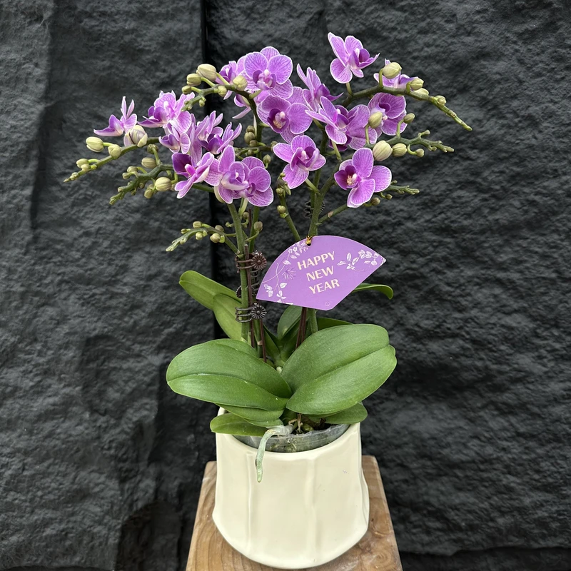慕兰优选【紫汀兰】-蝴蝶兰 组盆摆设客厅摆设种植基地发货