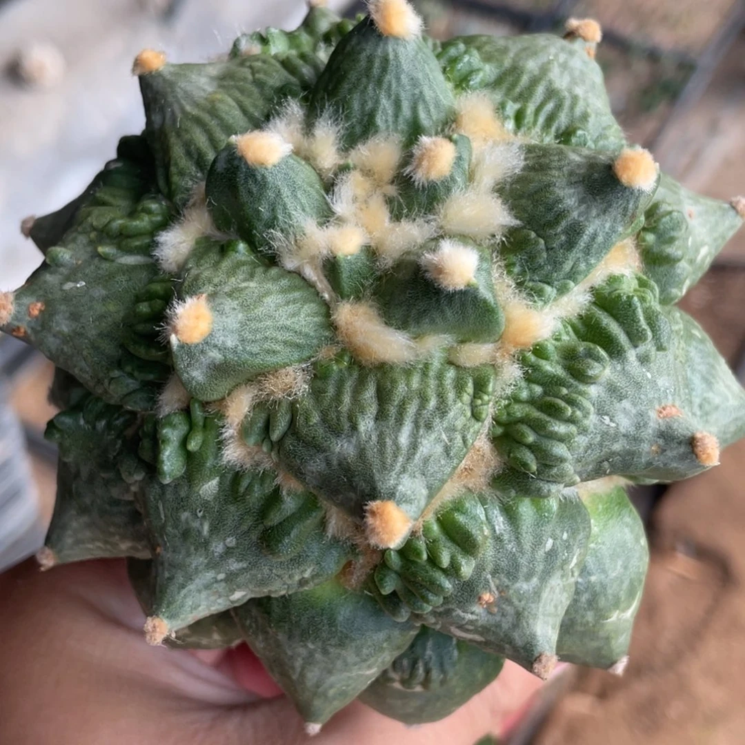 全部花朵丸犹怒涛牡丹 仙人球