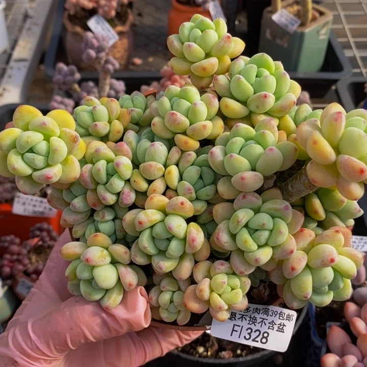 松*格樱花罗琦老桩特价12cm328多肉植物