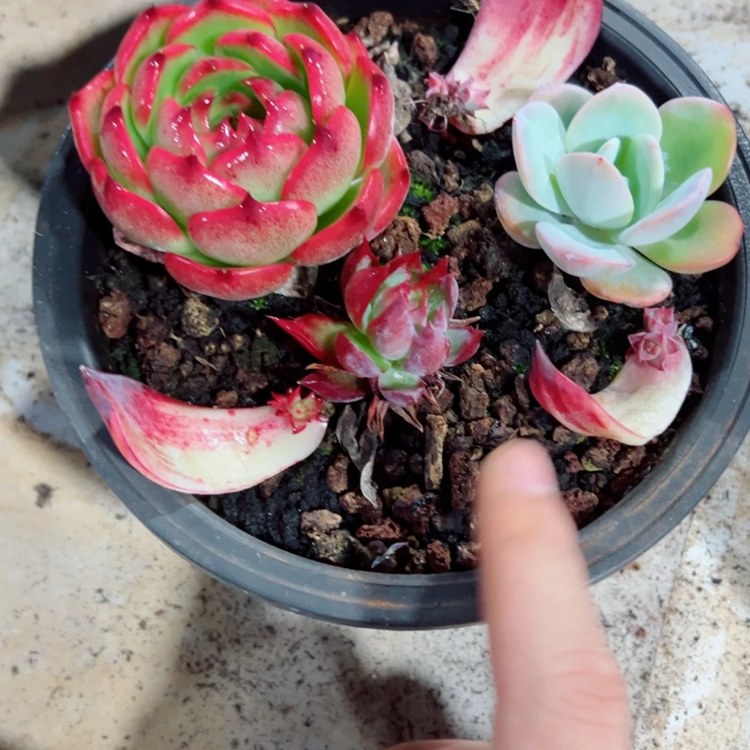 惊鸿仙子多肉植物