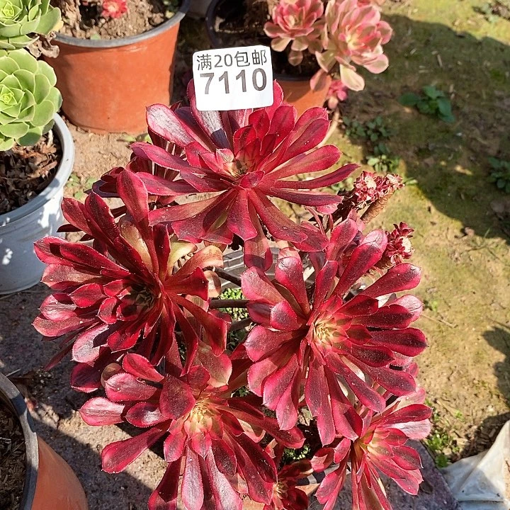 7110 一颗黑瞳hu法师