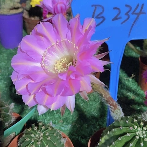 青**朵仙人掌彩草B234