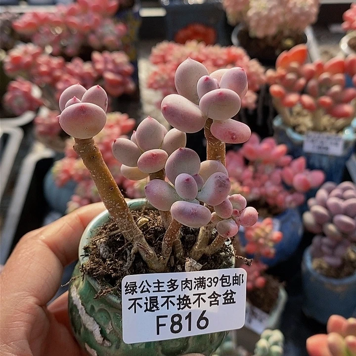 四代苹果奶5cm816多肉植物