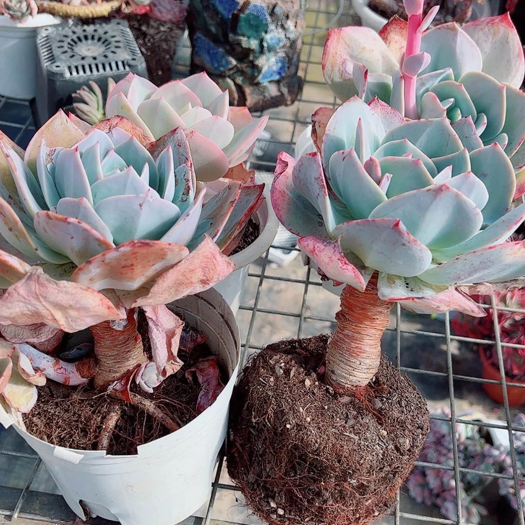 白凤大单头老桩特价