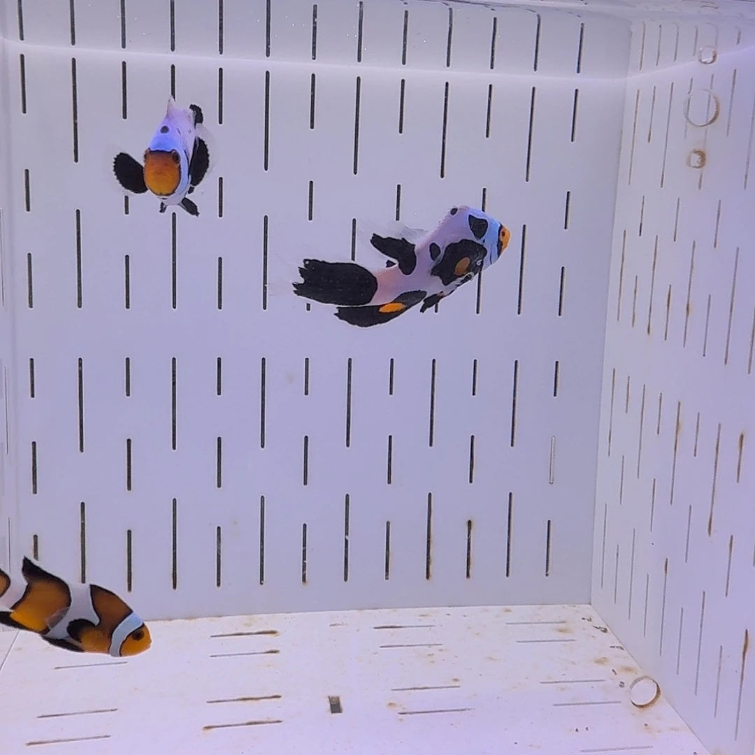 海水鱼毕加索礼服两只