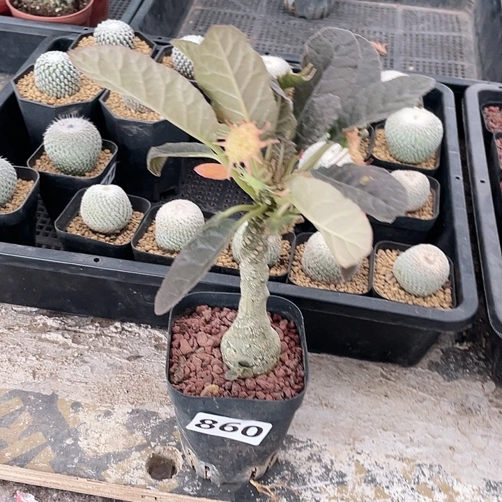 X***m860锦叶琉桑块根植物