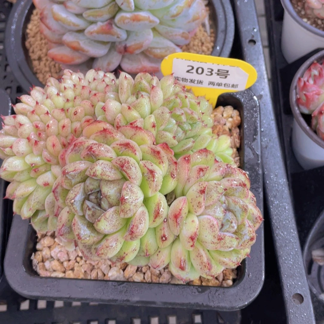 203号龙头黑森林缀化