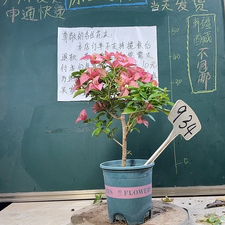 当前无花栽培后可以开花下播 卡亚塔 934