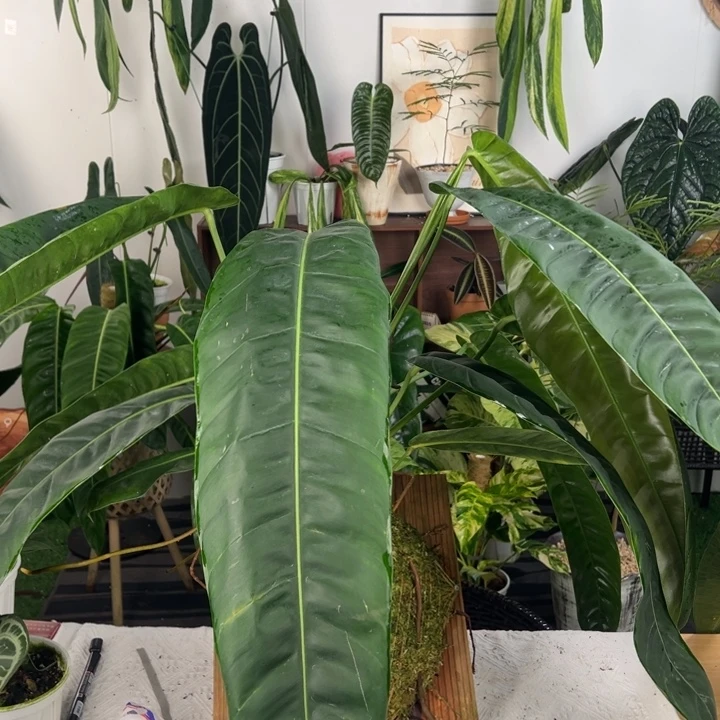 完全开放母本板植pp