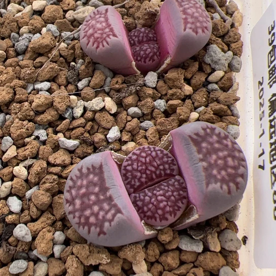 0365号 紫李X菊2个 多肉植物