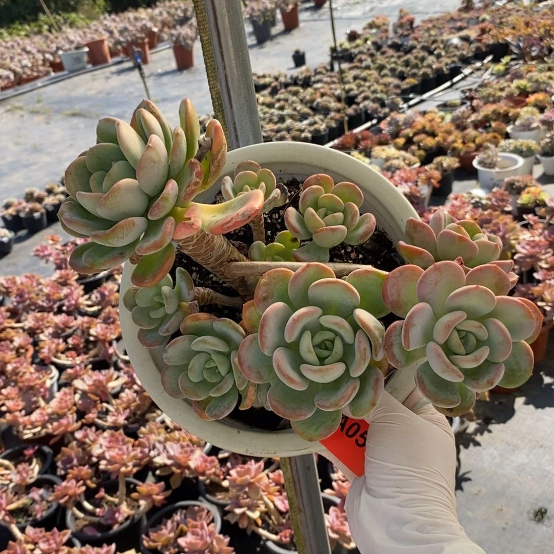 054香橙老桩一物一拍