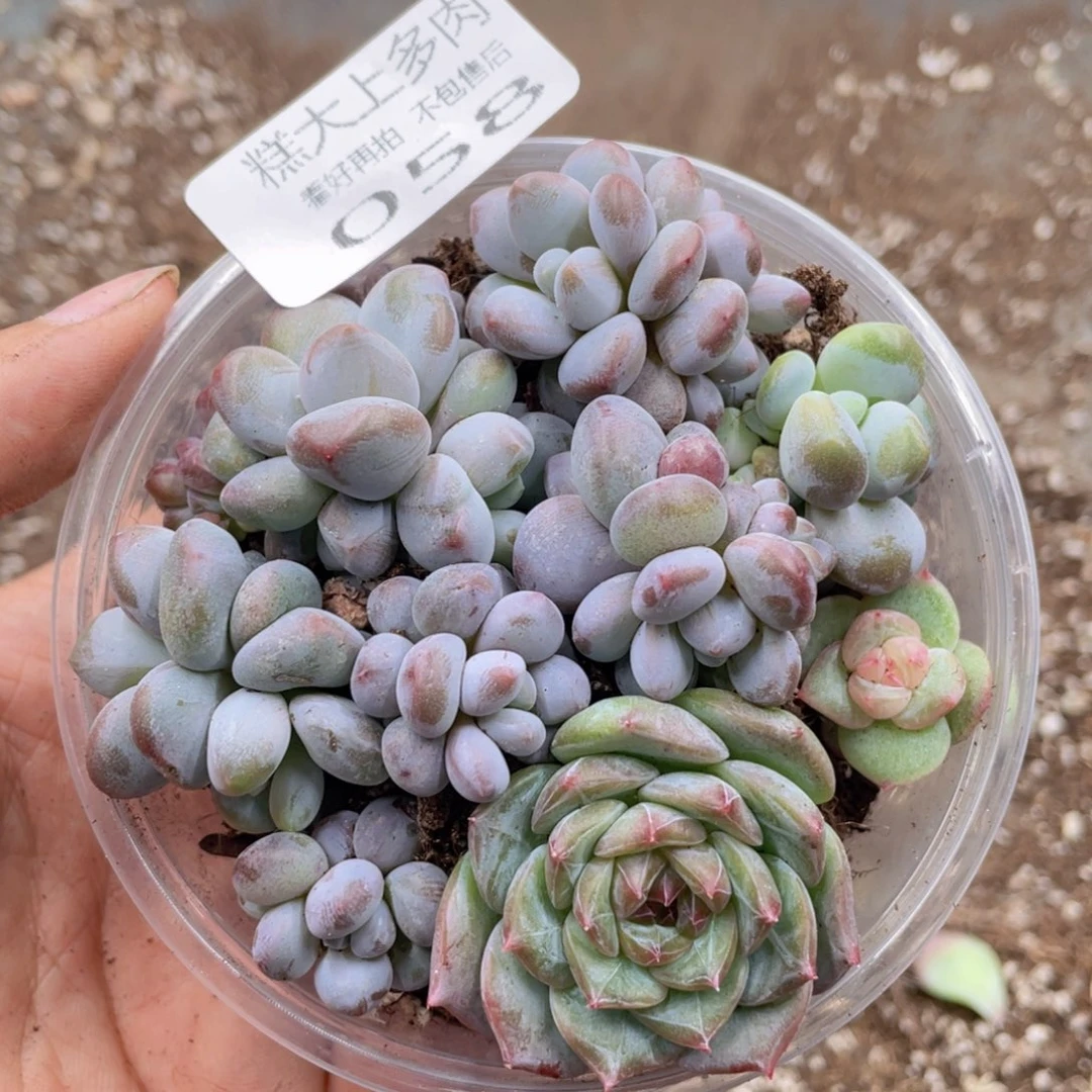 糕大上多肉植物58
