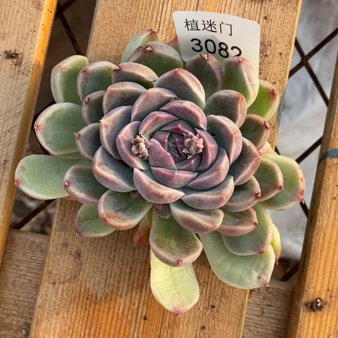 陆*子女神节快乐3082