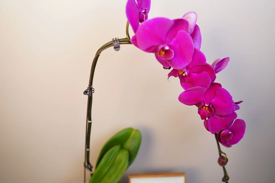 朝暮里蝴蝶兰（龙兰级别大辣椒全花）叶片自然开裂