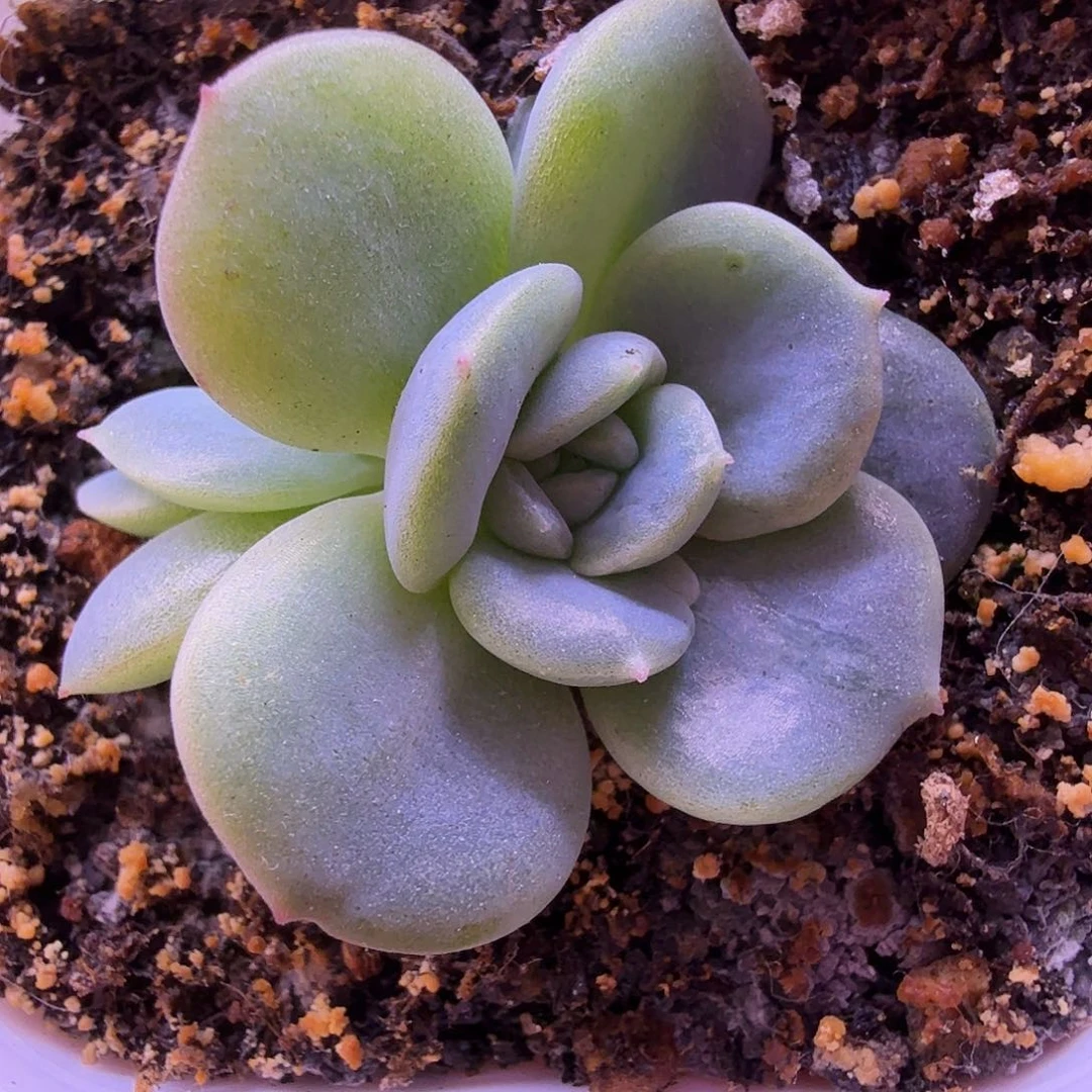 楼兰甜心叶插苗一物一拍