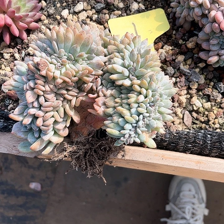 缀化1号码牌子的话题了