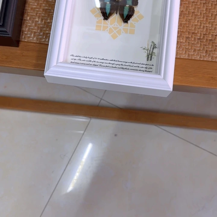 蝴蝶标本蝴蝶黑底绒布